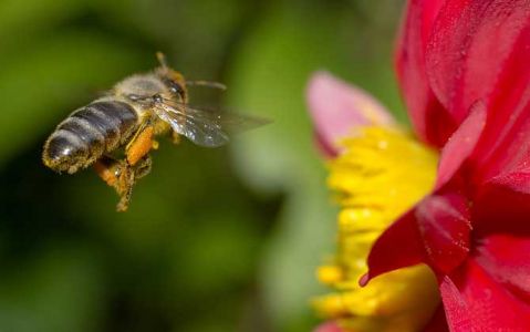 蜜蜂的生长和发育过程