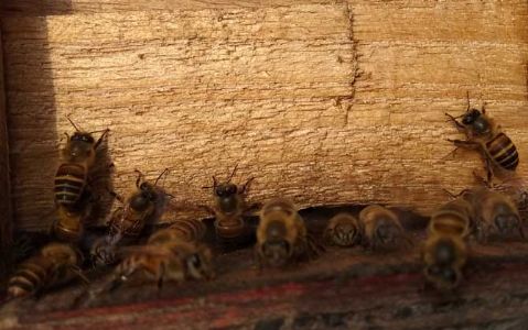 养蜜蜂怎么防止壁虎？