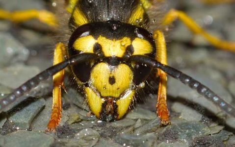 蜜蜂的天敌是什么动物？