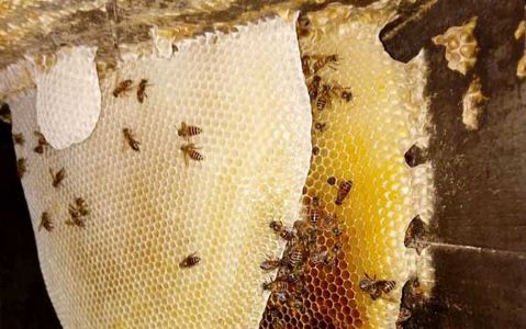 养蜜蜂怎么防止老鼠？