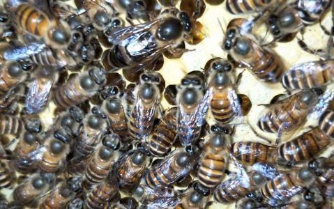 蜜蜂怎么补助饲喂？
