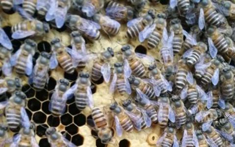 蜜蜂冬季养殖管理技术