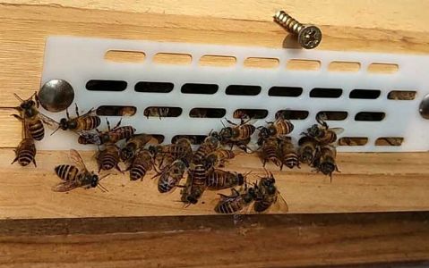 蜜蜂秋季怎么快速繁殖？